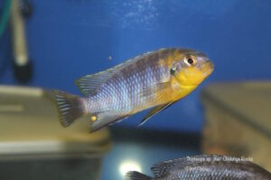 Tropheops sp. 'lilac'